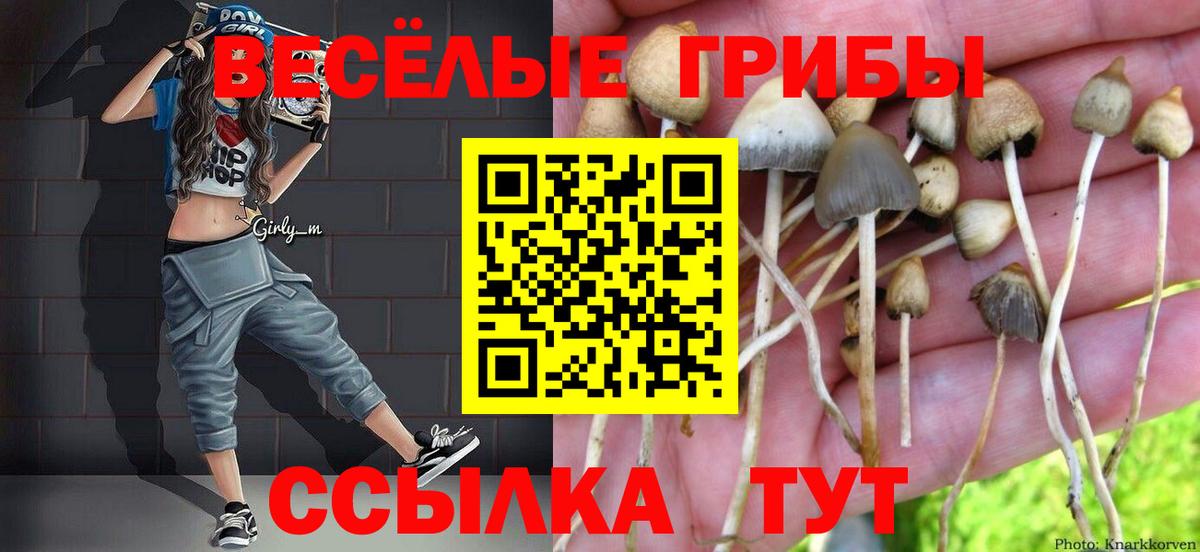 Псилоцибиновые грибы Psilocybine cubensis Котовск